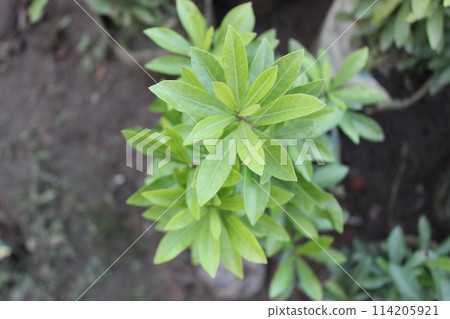 green leaves of the tree green leaves of the tree 114205921