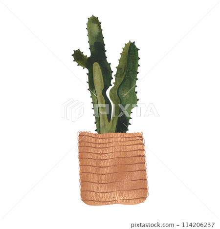 Cactus in a wicker basket. Plants for the home. Floriculture. Interior decoration. Isolated watercolor illustration on white background. Clipart. 114206237