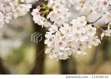 Cherry blossoms in full bloom 114206510