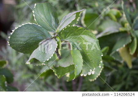 Acalypha wilkesiana leaves with a blurred natural Acalypha wilkesiana leaves with a blurred natural 114206524