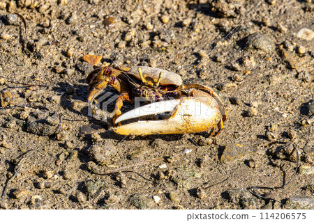 Fiddler Crab, Uca pugnax or tangeri at Ria Formosa Nature Park, Algarve. Portugal. 114206575