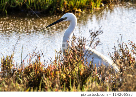 The little egret, Egretta garzetta in Ria Formosa Natural Reserve, Algarve Portugal The little egret, Egretta garzetta in Ria Formosa Natural Reserve, Algarve Portugal 114206583