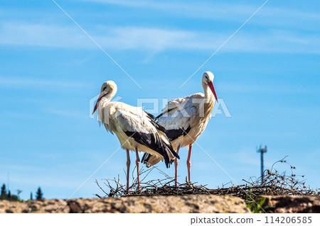 White Storks, Ciconia ciconia at Silves in the Algarve region, District Faro, Portugal. White Storks, Ciconia ciconia at Silves in the Algarve region, District Faro, Portugal. 114206585