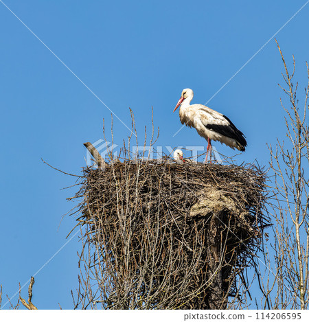 White Storks, Ciconia ciconia at Povoa e Meadas Dam in Castelo de Vide, Alentejo, Portugal White Storks, Ciconia ciconia at Povoa e Meadas Dam in Castelo de Vide, Alentejo, Portugal 114206595