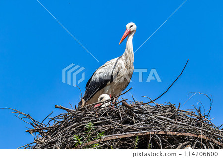 White Storks, Ciconia ciconia at Povoa e Meadas Dam in Castelo de Vide, Alentejo, Portugal White Storks, Ciconia ciconia at Povoa e Meadas Dam in Castelo de Vide, Alentejo, Portugal 114206600
