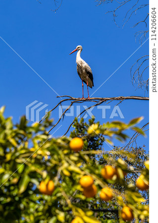 White Storks, Ciconia ciconia at Povoa e Meadas Dam in Castelo de Vide, Alentejo, Portugal 114206604
