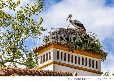 White Storks, Ciconia ciconia at Povoa e Meadas Dam in Castelo de Vide, Alentejo, Portugal 114206606