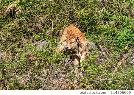 The Cachena cow in Nationalpark Peneda-Geres in North Portugal, a traditional Portuguese mountain cattle 114206609