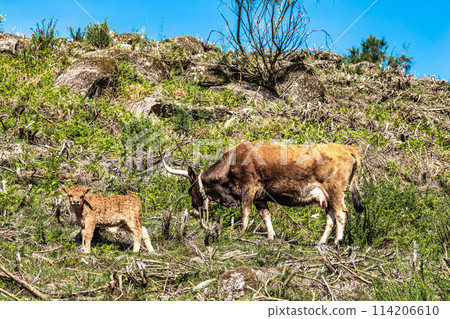 The Cachena cow in Nationalpark Peneda-Geres in North Portugal, a traditional Portuguese mountain cattle 114206610