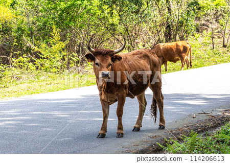 The Cachena cow in Nationalpark Peneda-Geres in North Portugal, a traditional Portuguese mountain cattle 114206613