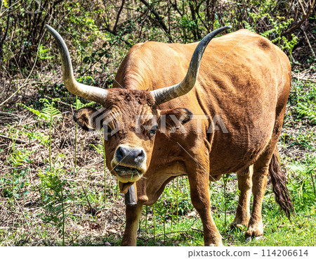 The Cachena cow in Nationalpark Peneda-Geres in North Portugal, a traditional Portuguese mountain cattle The Cachena cow in Nationalpark Peneda-Geres in North Portugal, a traditional Portuguese mountain cattle 114206614