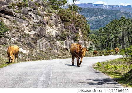 The Cachena cow in Nationalpark Peneda-Geres in North Portugal, a traditional Portuguese mountain cattle 114206615