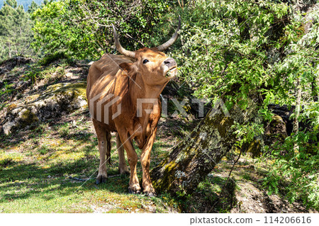 The Cachena cow in Nationalpark Peneda-Geres in North Portugal, a traditional Portuguese mountain cattle The Cachena cow in Nationalpark Peneda-Geres in North Portugal, a traditional Portuguese mountain cattle 114206616