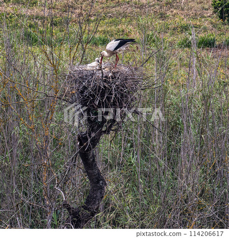 White Storks, Ciconia ciconia at Silves in the Algarve region, District Faro, Portugal. White Storks, Ciconia ciconia at Silves in the Algarve region, District Faro, Portugal. 114206617