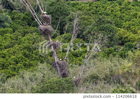 White Storks, Ciconia ciconia at Silves in the Algarve region, District Faro, Portugal. White Storks, Ciconia ciconia at Silves in the Algarve region, District Faro, Portugal. 114206618