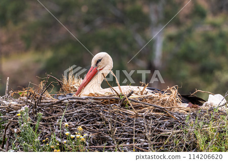 White Storks, Ciconia ciconia in the valley of the storks at Rasmalho, Portimao, Algarve, Portugal 114206620