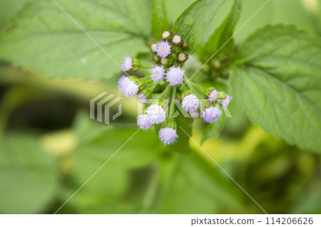 Ageratum conyzoides flower blooming, view of nature 114206626