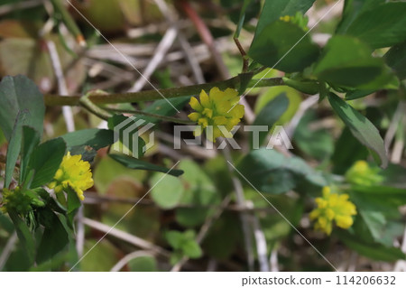 春天花園裡盛開的黃蟬很小的花 114206632