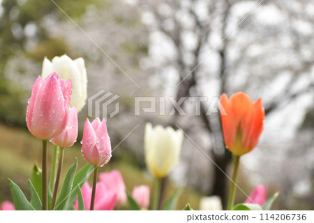Spring flower field: tulips blooming against a backdrop of cherry blossoms 114206736