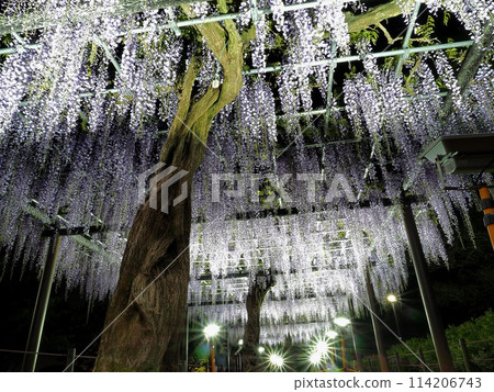 Shizuoka Prefecture, Wisteria flowers, Illumination (Rengejiike Park), April 114206743