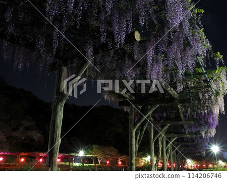 Shizuoka Prefecture, Wisteria flowers, Illumination (Rengejiike Park), April Shizuoka Prefecture, Wisteria flowers, Illumination (Rengejiike Park), April 114206746