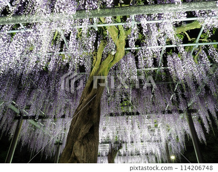 Shizuoka Prefecture, Wisteria flowers, Illumination (Rengejiike Park), April Shizuoka Prefecture, Wisteria flowers, Illumination (Rengejiike Park), April 114206748