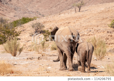 Two Desert Elephants in Namibia Two Desert Elephants in Namibia 114206795