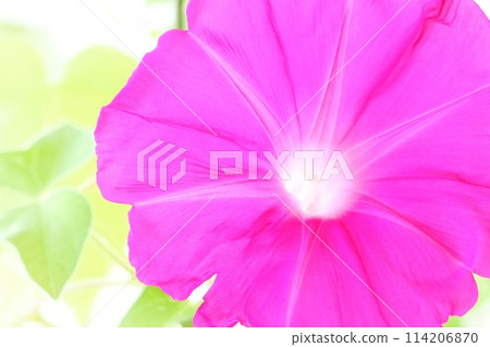 Pink morning glory large flower light background 114206870