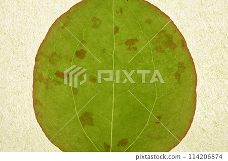 Smilax 瓷器的幼葉和葉脈 114206874