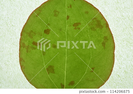 Young leaves and veins of Smilax china china Young leaves and veins of Smilax china china 114206875