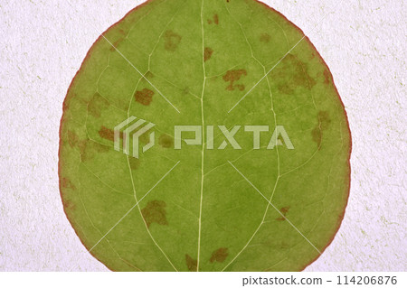 Smilax 瓷器的幼葉和葉脈 Smilax 瓷器的幼葉和葉脈 114206876