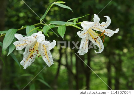 山百合，白色的花朵，野花，盛開在森林的邊緣 114207004