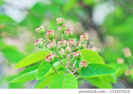 Small Juneberry fruits (spring, April) 114207029