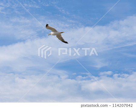 Seagull fly over the sky Seagull fly over the sky 114207042