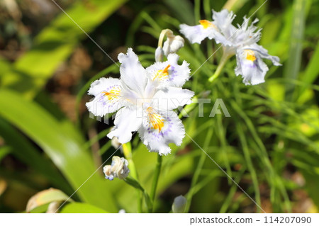 Shaga的花朵 Shaga的花朵 114207090