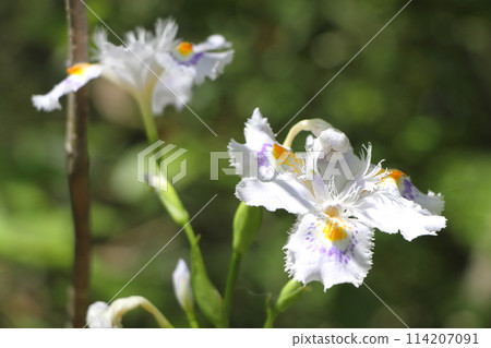 Shaga的花朵 Shaga的花朵 114207091