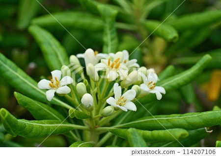 托貝拉的白色花朵和花蕾(春季,四月) 托貝拉的白色花朵和花蕾(春季,四月) 114207106