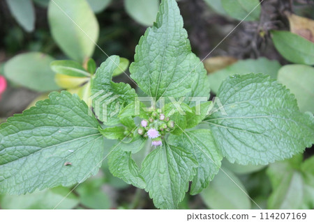 Ageratum conyzoides flowers in bloom Ageratum conyzoides flowers in bloom 114207169