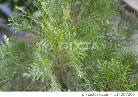Beautiful Callitris columellaris leaf with a blurred natural 114207200