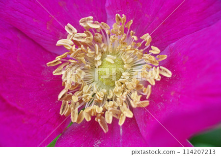 Red hamanasu flowers (spring, April) 114207213