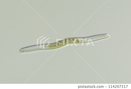 Diatom Achnanthes Diatom Achnanthes 114207317