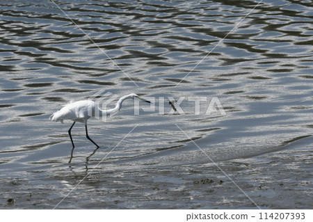 Curlew with a black beak Curlew with a black beak 114207393