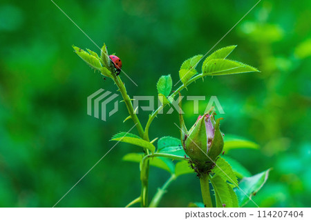 A red ladybird preys on a flock of aphids that have multiplied on the bud of an unopened rose. Symbols of useful and harmful insects for gardening, vegetable growing, the fight between them 114207404