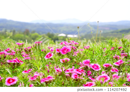 Pinks blooming in the fields and mountains in the distance 114207492