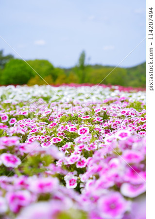 Dianthus and other colorful flowers 114207494