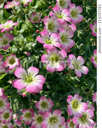 Spider musk Spider musk 114207561