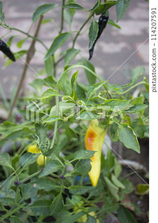 Chilli growing in vegetable garden Chilli growing in vegetable garden 114207591