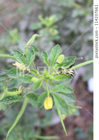Cleome viscosa plant, asian spiderflower in bloom Cleome viscosa plant, asian spiderflower in bloom 114207661