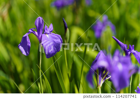 Narihira Ariwara Kakitsubata Kakitsubata 114207741