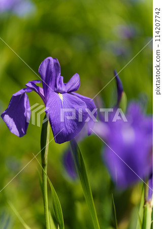 知立神社 柿子 柿子 知立神社 柿子 柿子 114207742